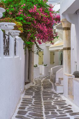 Beyaz boyalı evler ve Cycladic Yunan adası Mykonos 'ta çiçek açmış büyük bir bougainvillea ile boş, geleneksel, noktalı dar bir sokak..