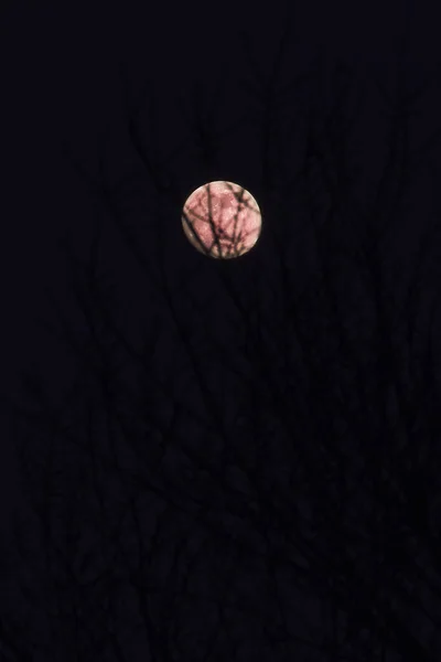 Visão Noturna Lua Brilhante Brilhando Atrás Galhos Árvores Nuas — Fotografia de Stock