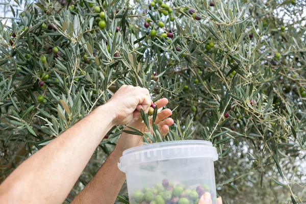 Endülüs 'teki ağaçtan zeytin toplayan erkeklerin elleri