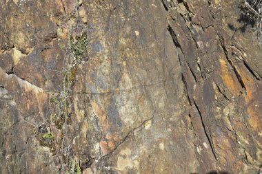 Montuain 'in çeşitli tonlarında doğal kayrak dokusu.