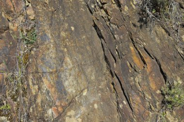 Montuain 'in çeşitli tonlarında doğal kayrak dokusu.