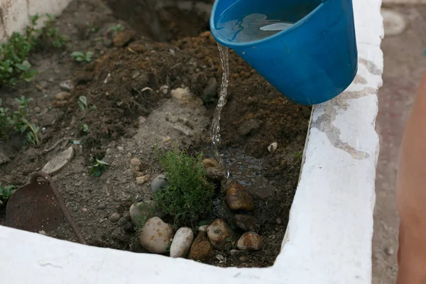 Blue bucket with water watering the plants, in a private garden of a private house.