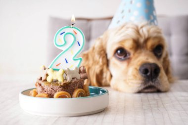 Amerikan Cocker Spaniel bayram ziyafetinin olduğu bir masada, köpek doğum günü. Kapat..