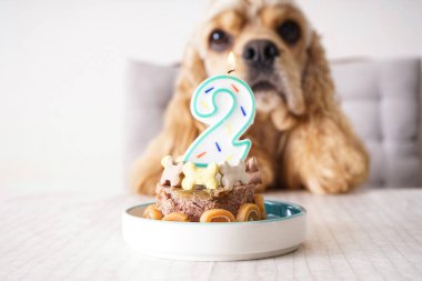 Amerikan Cocker Spaniel tatil ziyafeti masasında, yakın plan. Köpek doğum günü.