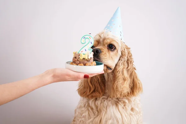Urodziny Psa Amerykański Cocker Spaniel Święto — Zdjęcie stockowe