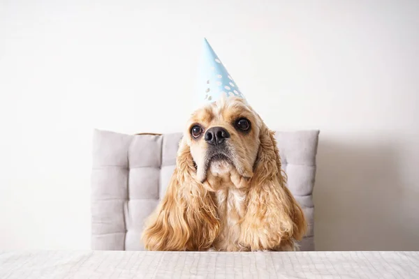 Amerykański Cocker Spaniel Siedzi Przy Stole Urodziny Psa — Zdjęcie stockowe