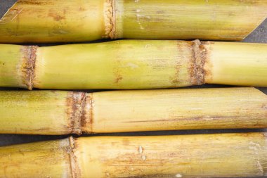 Gri arkaplanda şeker kamışı, yakın plan. Düz yatıyordu.