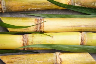 Gri arka planda şeker kamışı ve yeşil yaprak, yakın plan. Üst görünüm.