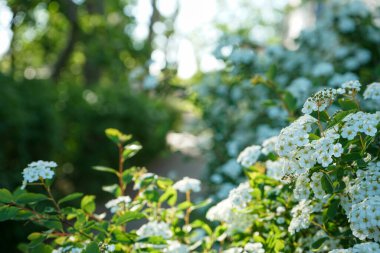 Kapalı çiçekler yaz mevsiminde gün doğumunda yumuşaklık üzerine çiçek açarlar. Çiçek açan küçük beyaz çiçeklerin arka planı