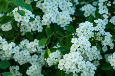 Yakın plan çiçekler yaz mevsiminde gün doğumunda yumuşaklık üzerine çiçek açarlar. Çiçek açan küçük beyaz çiçeklerin arka planı