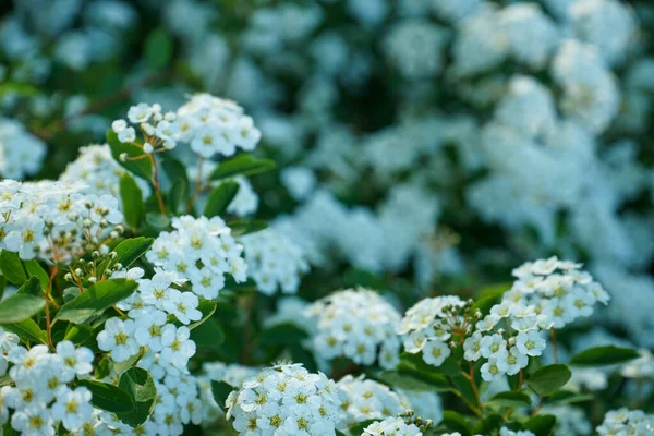 Spring Blooming Plants White Flowers Green Background Background Little White — Stock Photo, Image