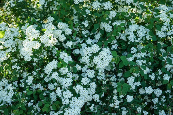 Sfondo Piccoli Fiori Bianchi Che Sbocciano Cespuglio Fiori Che Sbocciano — Foto Stock