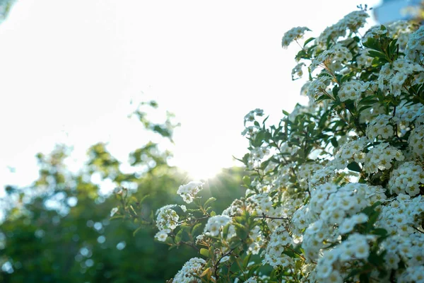 Άνοιξη Ανθισμένα Φυτά Λευκά Λουλούδια Πράσινο Φόντο Κλείστε Λουλούδια Ανθίζουν — Φωτογραφία Αρχείου