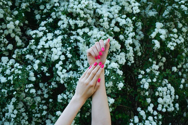 Dámské Ruce Krásná Manikúra Proti Bílým Květinám Kvetoucí Keř — Stock fotografie
