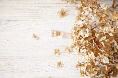 Ortanca, kuruyan çiçekler ahşap bir arka planda ve yazı için yeri var. Pastel, doğal renkler. Klasik stil.