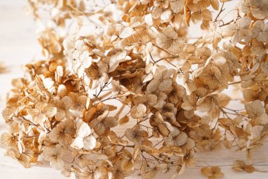 Ortanca, ahşap bir arka planda kurutulmuş hortumsu çiçekler, düz bir zemin. Pastel, doğal renkler. Klasik stil.