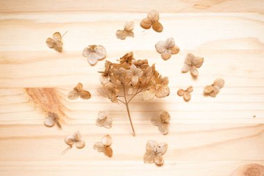 Ortanca, ahşap bir arka planda kurutulmuş hortumsu çiçekler, düz bir zemin. Pastel, doğal renkler. Klasik stil.