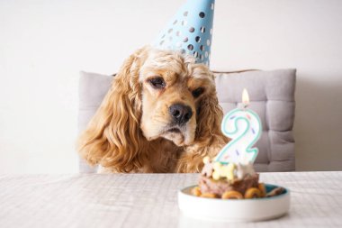 Amerikan Cocker Spaniel bayram ziyafeti, köpek doğum günü.