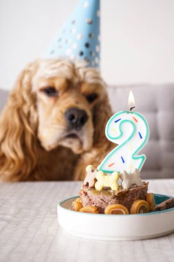 Köpek doğum günü. Amerikan Cocker Spaniel tatil ziyafeti masasında. 