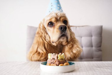 Köpek doğum günü. Amerikan Cocker Spaniel tatil ziyafeti masasında. 