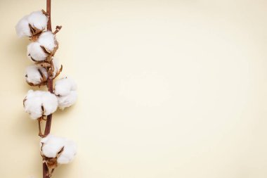 Sarı arkaplanda güzel bir pamuk dalı ve metin için yer var. Üst görünüm.