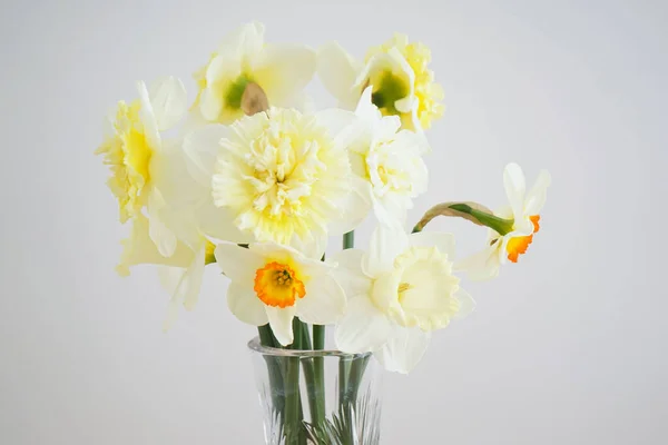 Beautiful Bouquet Fresh Yellow Daffodil Flowers Vase White Background Close — стоковое фото