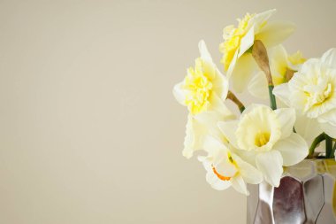 Sarı arkaplanda yazı için alanı olan alüminyum bir vazoda nergis çiçekleri, yakın plan.