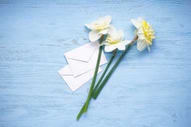 Nergis çiçekleri ve mavi ahşap arka planda beyaz zarflar..