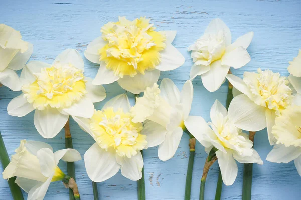 Daffodil Flowers Blue Wooden Background Closeup Top View — стоковое фото