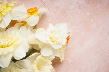 Sarı nergis çiçekleri bej arka planda, yazı için yer, yakın plan. Üst görünüm.