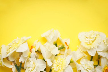 Sarı arkaplanda nergis çiçekleri, metin için yer, üst görünüm.