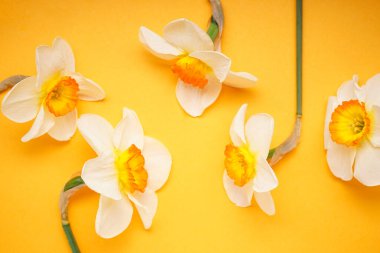 Turuncu arka planda sarı nergis çiçekleri. Yakın plan. Üst görünüm.