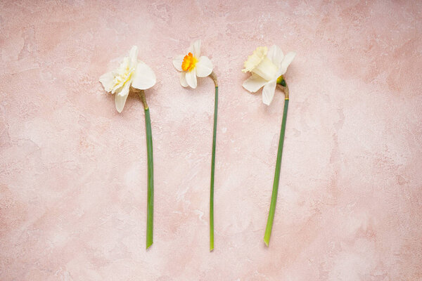 Yellow daffodil flowers on a beige background, top view.