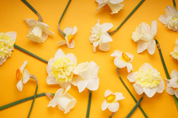 Turuncu arka planda sarı nergis çiçekleri. Düz yatıyordu.