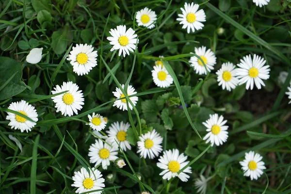 Güzel yabani papatyanın soyut deseni (beyaz çiçek), doğal ortamda arkaplan ya da arkaplan için kullanılır, üst görünüm.