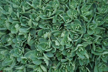 Soyut çiçek arkaplanı, doğal desen. Yeşil çiçek Sedum çalısı (sulu cinsi). Yakın plan. Üst görünüm.