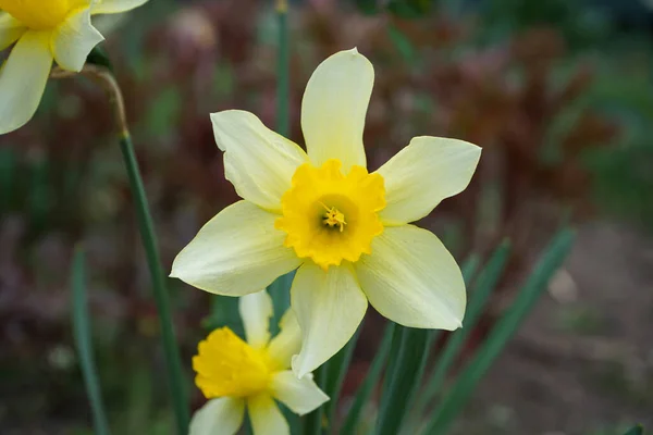 Daffodils Sunny Spring Garden Close Narcissus Flower — стоковое фото