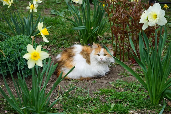 Кіт Лежить Саду Серед Квітучих Нарцисів — стокове фото