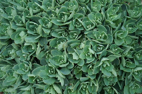 Soyut çiçek arkaplanı, doğal desen. Yeşil çiçek Sedum çalısı (sulu cinsi). Yakın plan. Üst görünüm.