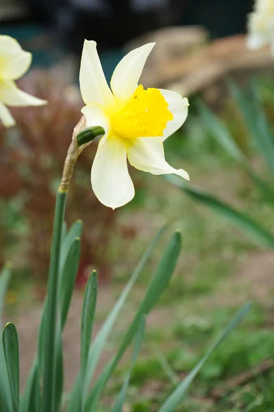 Daffodils Sunny Spring Garden Close Narcissus Flower — Foto Stock