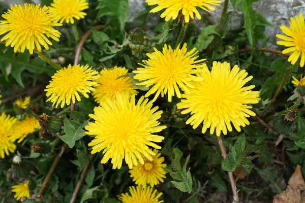 Prado Com Dentes Leão Amarelos Dia Ensolarado Close Flores Primavera — Fotografia de Stock