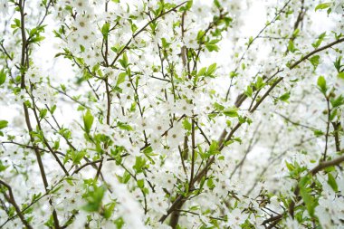 Gelişen elma arkaplanı. Elma çiçeklerinin yakın çekimi.