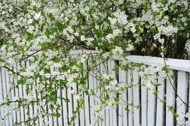 Elma ya da kiraz çiçeği beyaz ahşap bir çite karşı