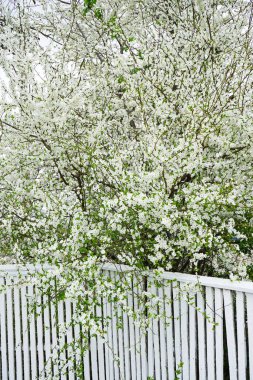 Beyaz ahşap bir çite karşı kiraz çiçeği, dikey.