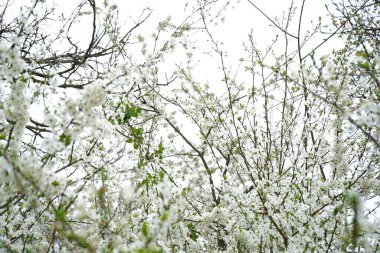 Çiçek açan kiraz arkaplanı, yakın plan kiraz çiçekleri..