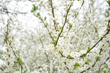 Çiçek açan vişne arkaplanı. Kiraz çiçeklerinin yakın plan çekimi.