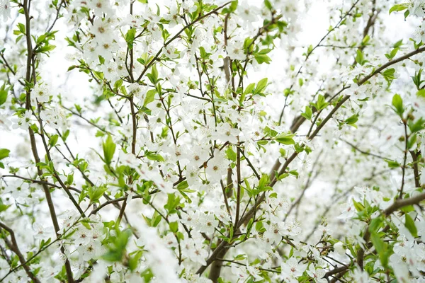 Gelişen elma arkaplanı. Elma çiçeklerinin yakın çekimi.