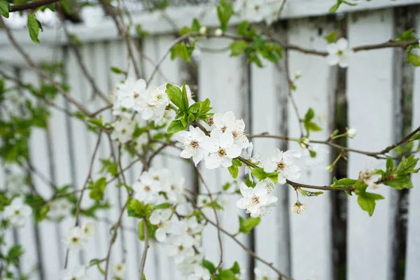 Cherry Apple Blossom White Wooden Fence Close — Stock Photo, Image