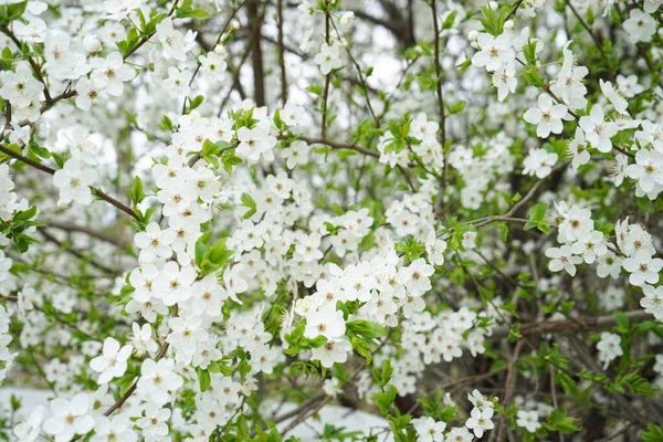 Kwitnące Tło Wiśni Zbliżenie Kwiatów Wiśni — Zdjęcie stockowe