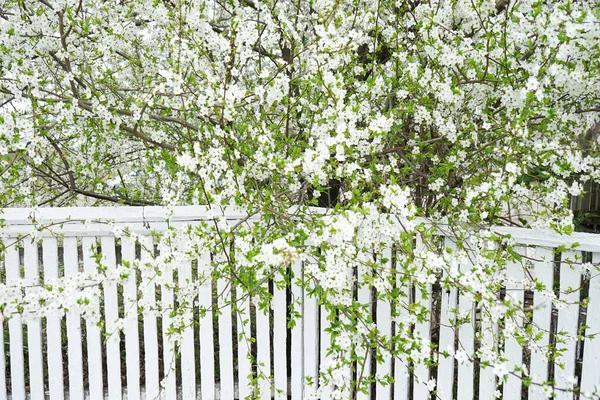 Cherry Apple Blossom White Wooden Fence — Stockfoto
